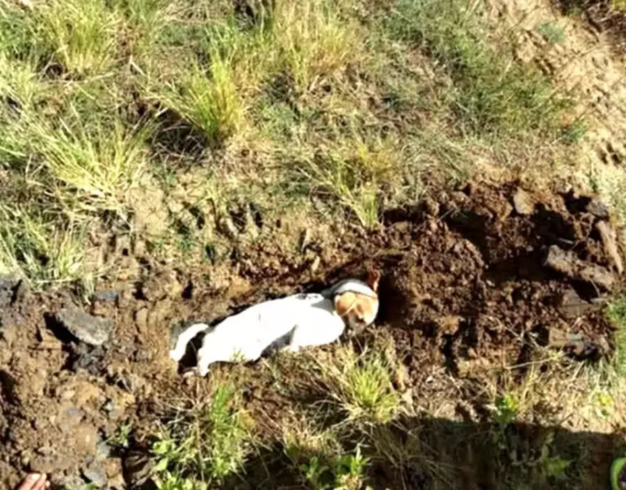 男子外出留狗狗看家，回來時見狗狗倒地不起，一查原因憤怒不已