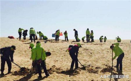 日本人自愿到我国沙漠种树，究竟有什么目的？说出来你别不信！
