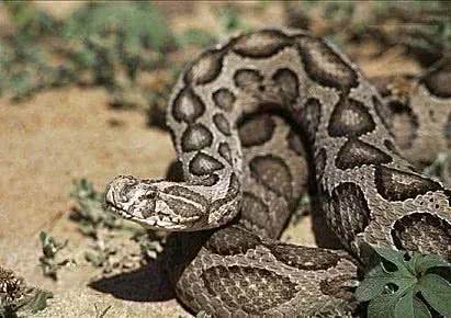 这种毒蛇被人称为“肾亏蛇”，致死率极高，还会伤及人的肾