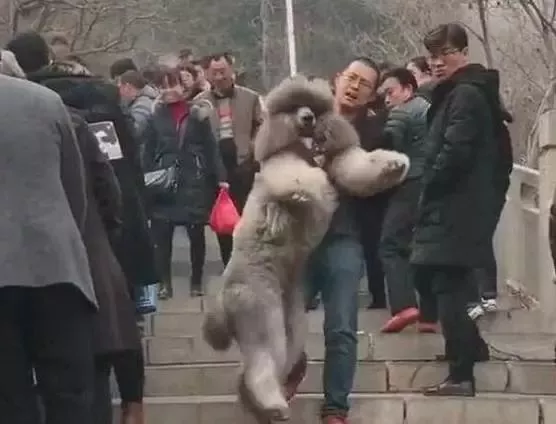 把狗遛累了是种啥体验？是人遛狗还是狗遛人，简直傻傻分不清楚
