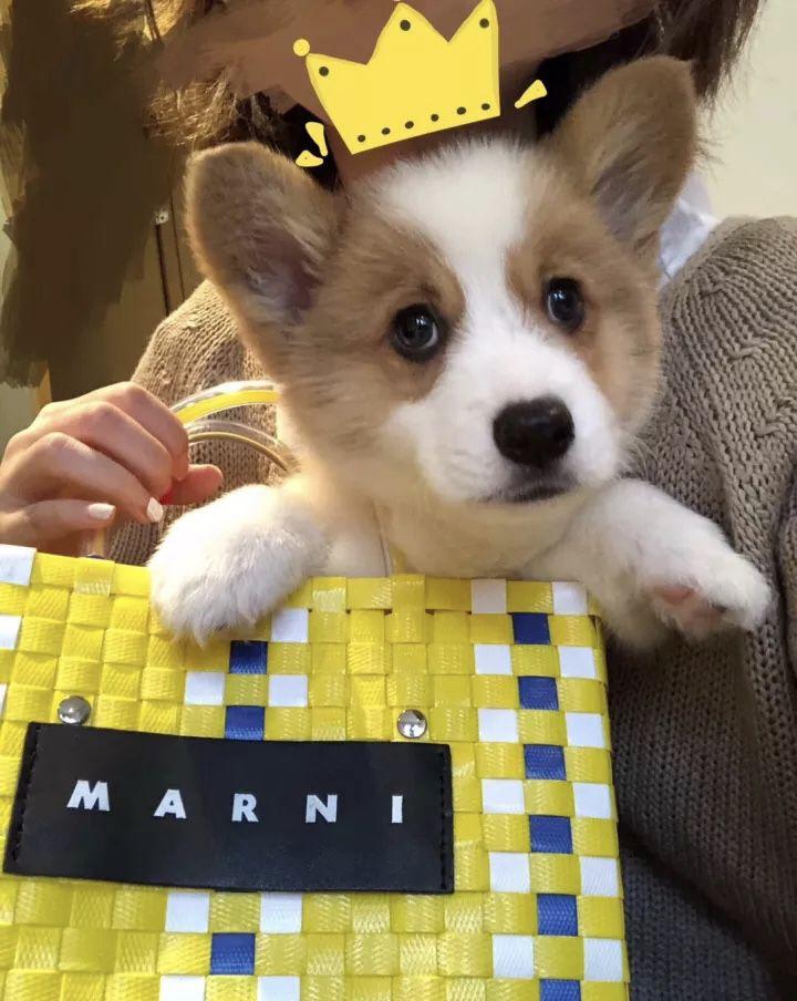 拥有一只小柯基后, 我的生活充满了幸福的时光