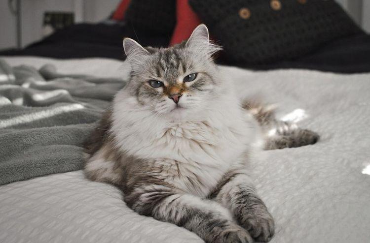 “养猫的人家里都很臭”, 各位铲屎官, 你们是如何看待这个问题的