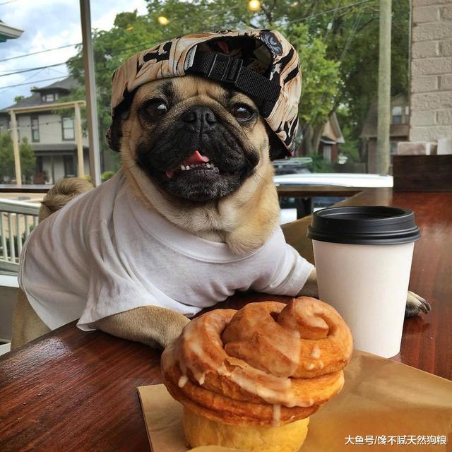 你以为喂食巴哥犬这6种食物，巴哥犬会健康，但其实在给它折寿！