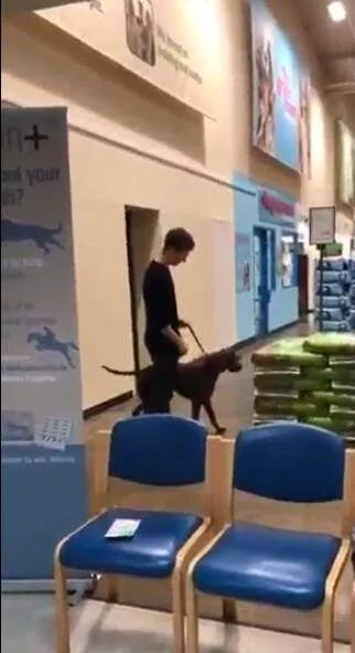 帮流浪狗找家领养代替购买，这样的明星，才应该叫偶像