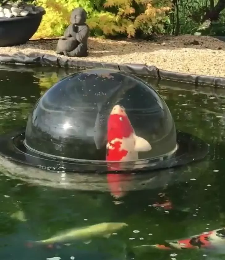 14张神奇而有趣的图片, 每一个都值得“哇”一大声