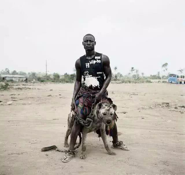 非洲最凶猛的动物之一，被非洲居民成功驯服，女孩拿它当坐骑