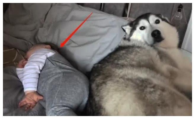 主人下床倒奶粉, 小孩子交狗狗照看, 狗狗高度细腻太暖心