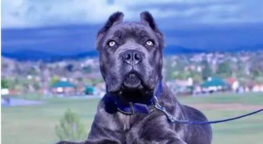 4种很罕见的狗狗品种，你了解有多少？