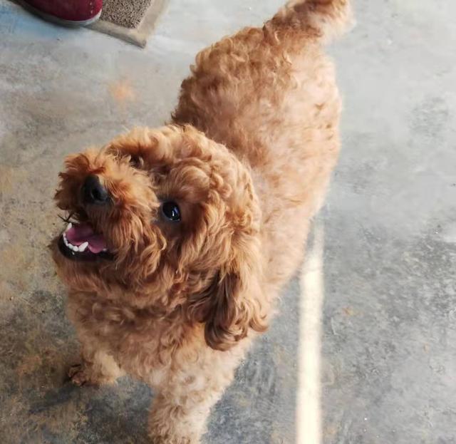 北京市朝阳区国美第一城二期寻找泰迪犬狗剩