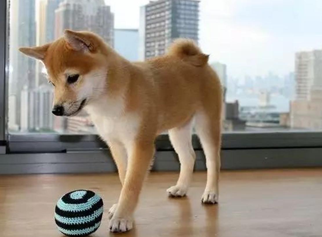 柴犬晕车, 坐在后座直吐口水, 主人的举动暖心了……