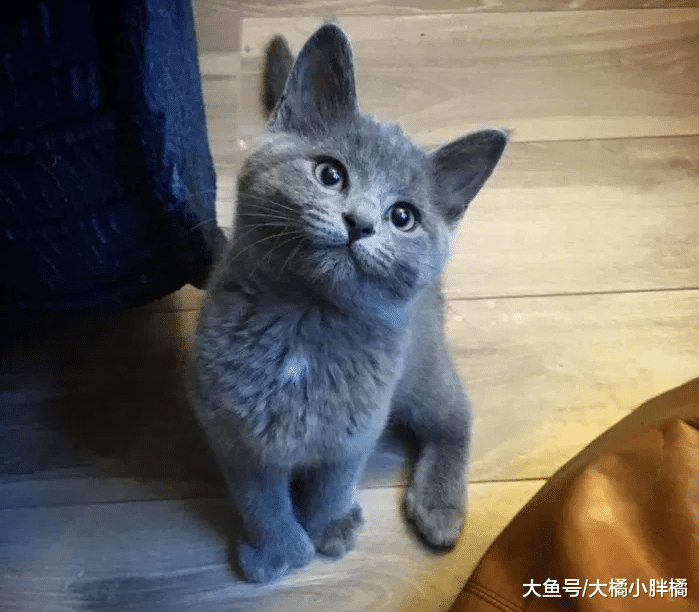 女子捡到5只小猫，2只多指小猫无人收养，却给女子带来很多乐趣