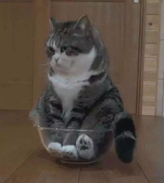 猫主子们大搞怪! 千万不要对猫竖中指, 否则…