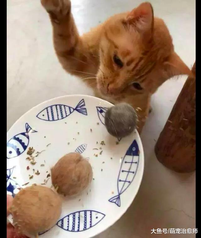 网友用猫咪掉下来的毛发，做成一串假肉丸，猫：你良心不会痛吗？