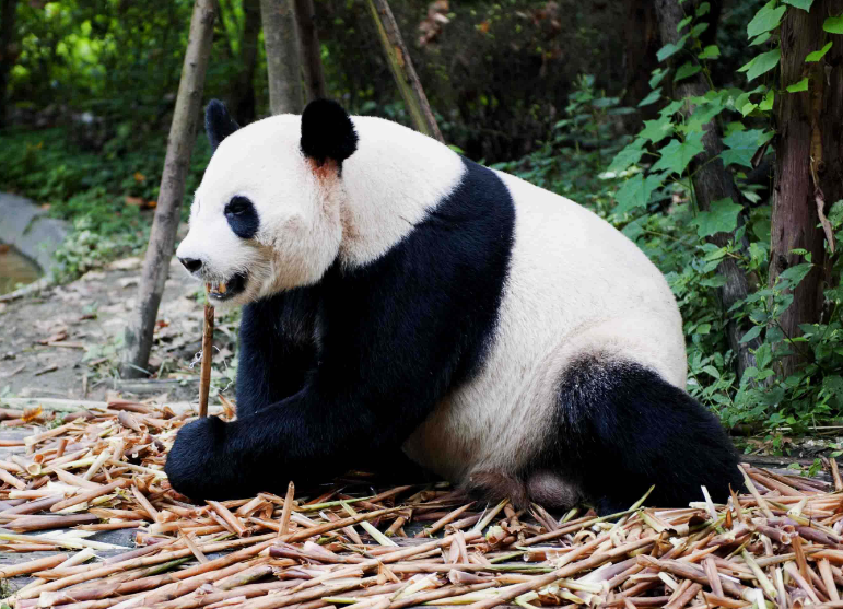 身为国宝的大熊猫死后，尸体会怎么处理？真相有点难接受