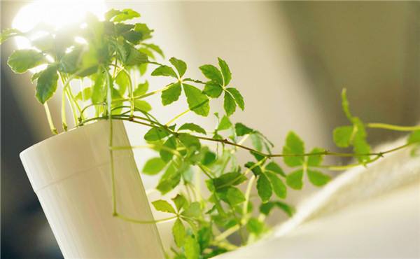 白血病人数攀升，环保专家：远离这2个祸害，就能远离甲醛！