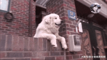 大白狗因“爱笑”走红，还懂得自己很出名，狗：我漂亮吗？