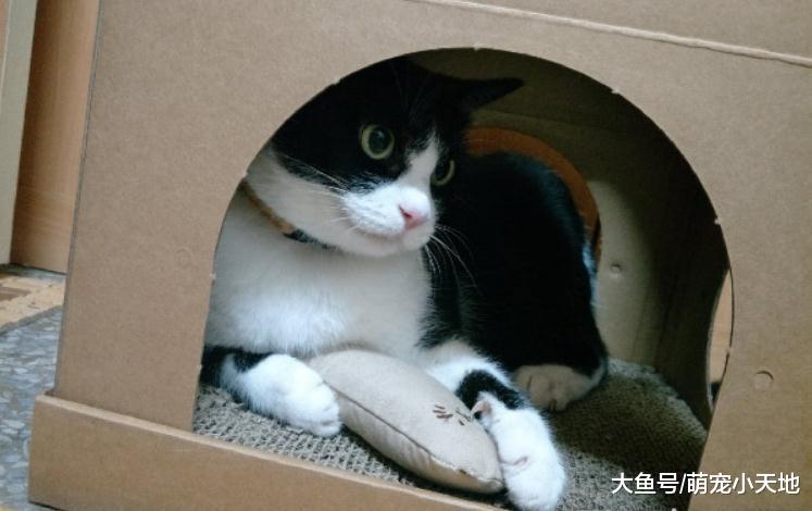 舅舅过世留下猫，她带回家1年后养胖，终于信任家人开始互动