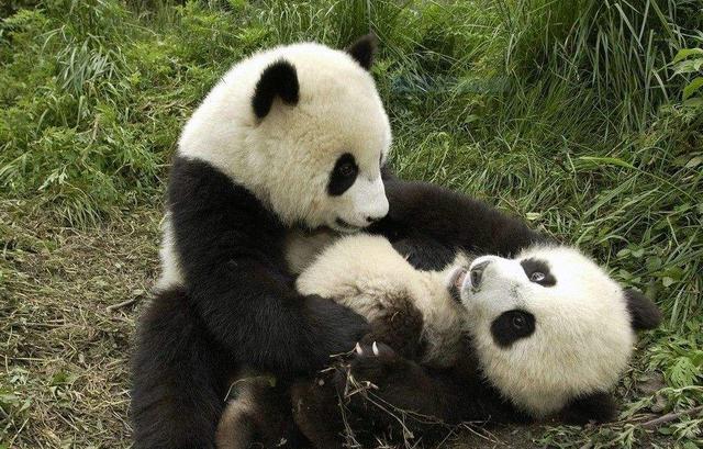 素食的大熊猫弱吗? 别真当它是吃素的, 老虎与它比起来都弱爆了!