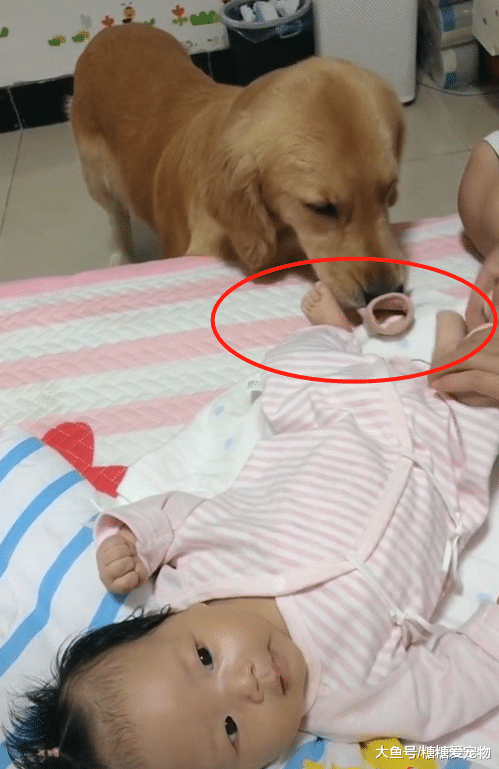 养了一只金毛陪伴女儿，还会帮女儿脱袜子，主人：兼顾保镖和保姆