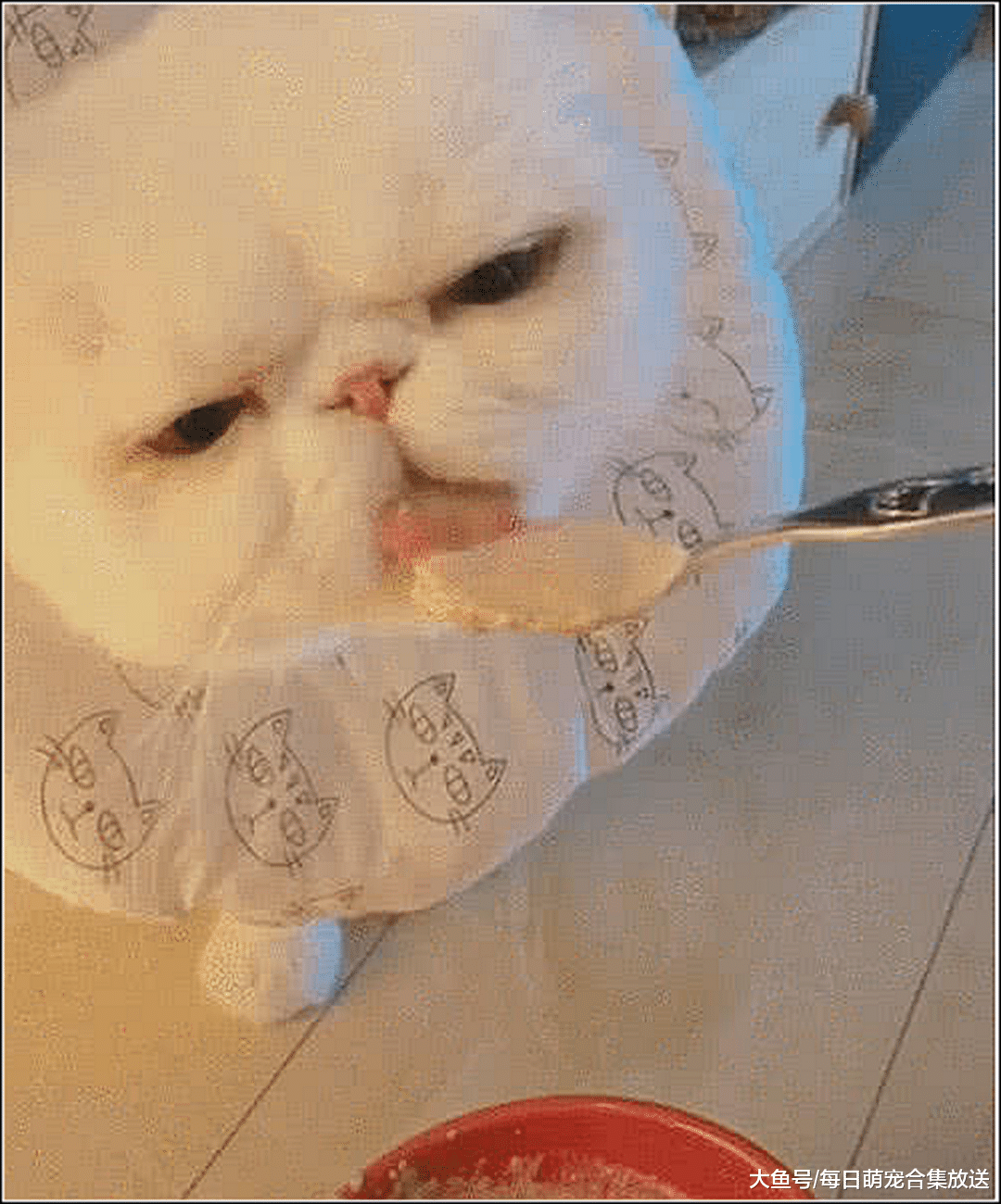 女子出差，让男友来家里照顾爱猫，一周后回来，推门一看想嫁人了