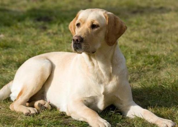 二哈一口气生了8只奶哈, 结果都不像爸爸, 狗爸: 这是亲生的吗