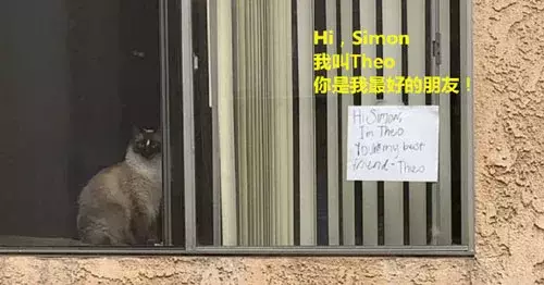 猫界“洪世贤”！始乱终弃的样子像极了你的前男友...