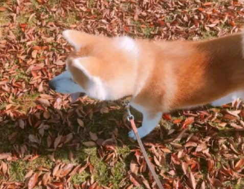 宠物咖啡店等火爆的背后, 是猫咪和狗子们积蓄已久的精神压力...