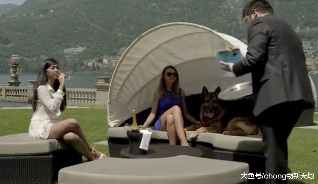 世界上最富有的狗，继承老爸8000万美金，身价25亿拥有豪宅无数