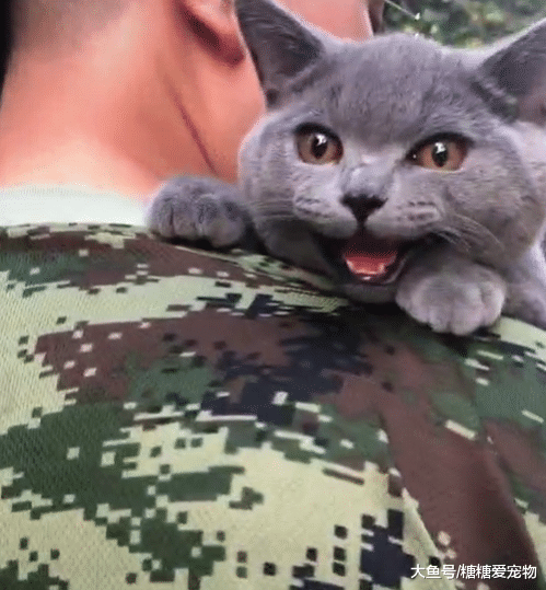 主人带猫咪外出， 热的猫咪像狗子一样，喵：把我放进冰箱里吧！