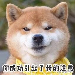 柴犬一饿了就叼着碗出来，丢到主人面前：看见这个碗了没？盛饭！