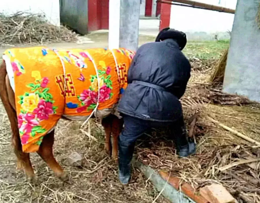 大爺把新棉被抱去牛棚，網友納悶百思不解時，奇怪的一幕出現了