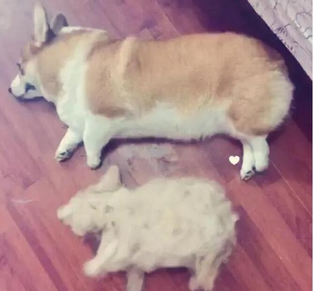 狗界最会掉毛的6种狗，养在房间里狗毛满天飞，过敏者慎养！