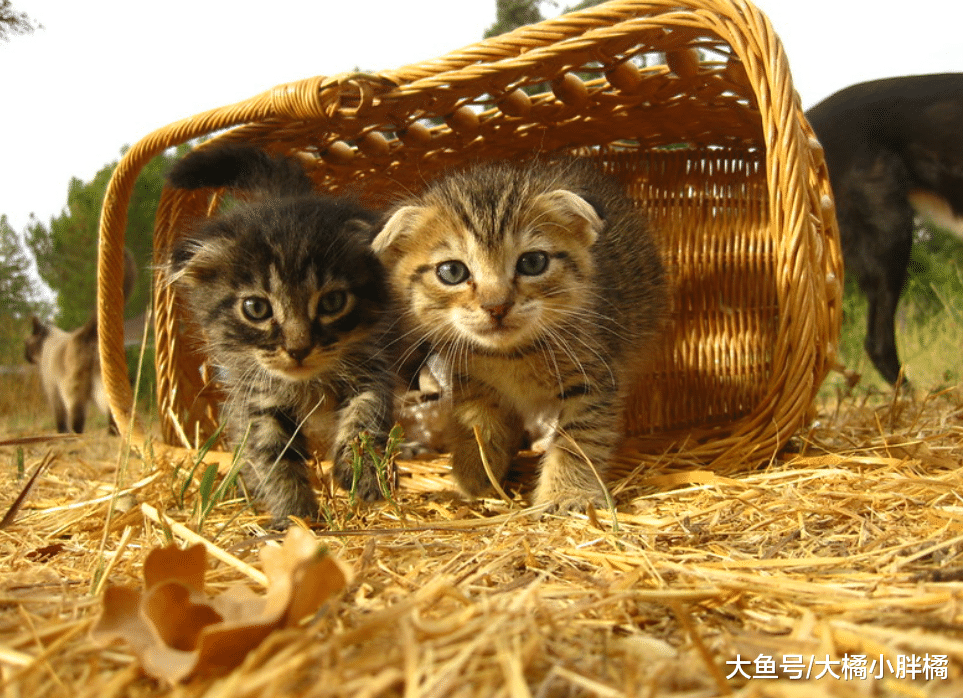 对陌生人容易亲近的5种猫咪，它们都是好脾气，有你家的猫咪吗？