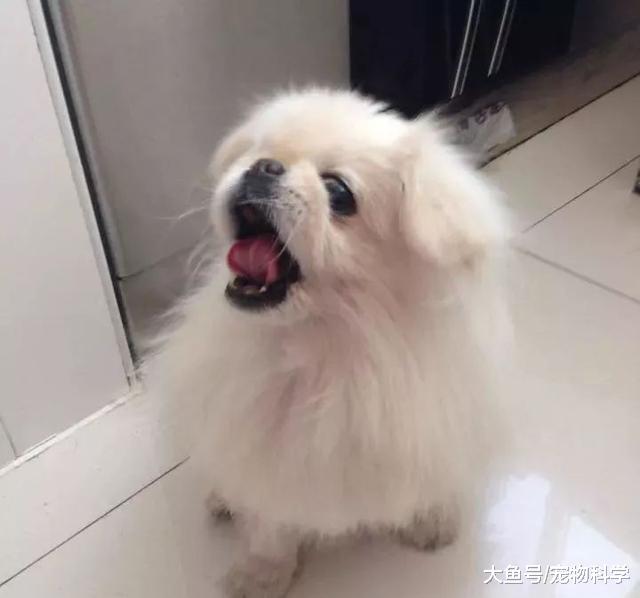 狗狗之间会互相看不顺眼吗?