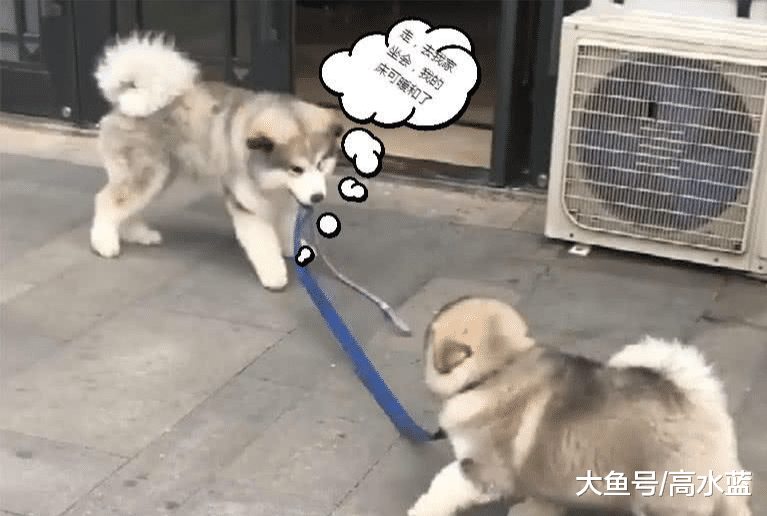 阿拉斯加妹妹到点要回家，同伴因为舍不得，一个举动笑翻全场！