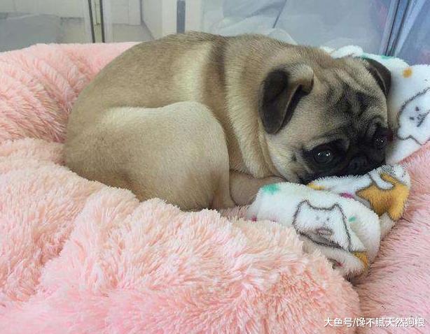 巴哥犬为什么体臭严重？原因是这6个地方你都清理干净了吗？