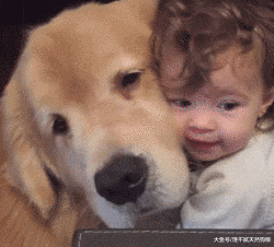 同样是狗，为什么金毛就被称为“暖男”呢？原因有7点