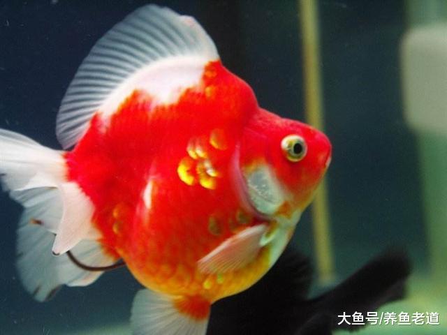魚友們想要養好觀賞魚，這幾個階段是否都經歷過？