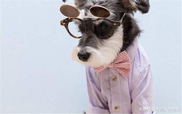 雪纳瑞有这5种表现，证明它并不忠诚，在它心里你只是佣人！