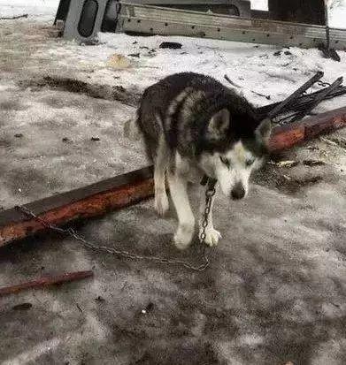 被主人栓在门外15年，当这只老哈士奇第一次进屋时……