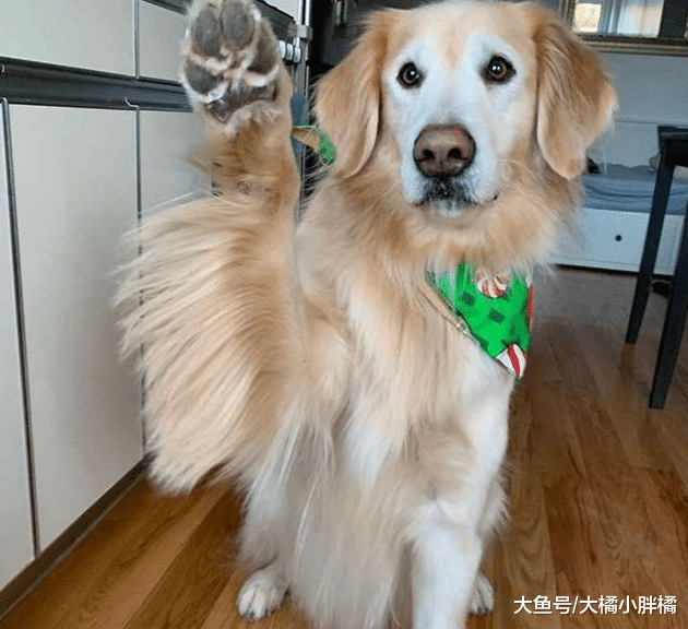 金毛对一切无所畏惧，主人搬家那天却害怕了，抱着玩具躲在浴室里