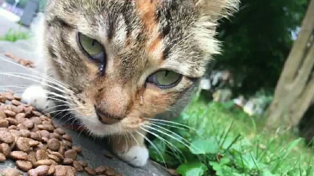 猫咪在吃东西时，两只眼睛总是流泪，怎么回事呢