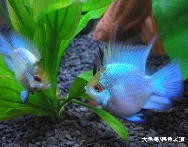 思索了很久，鱼友们碰到的所有问题，或许只有这一招才可以解决