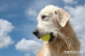 为了省钱用网球当狗狗的玩具？其实这里面有安全隐患，请慎重考虑