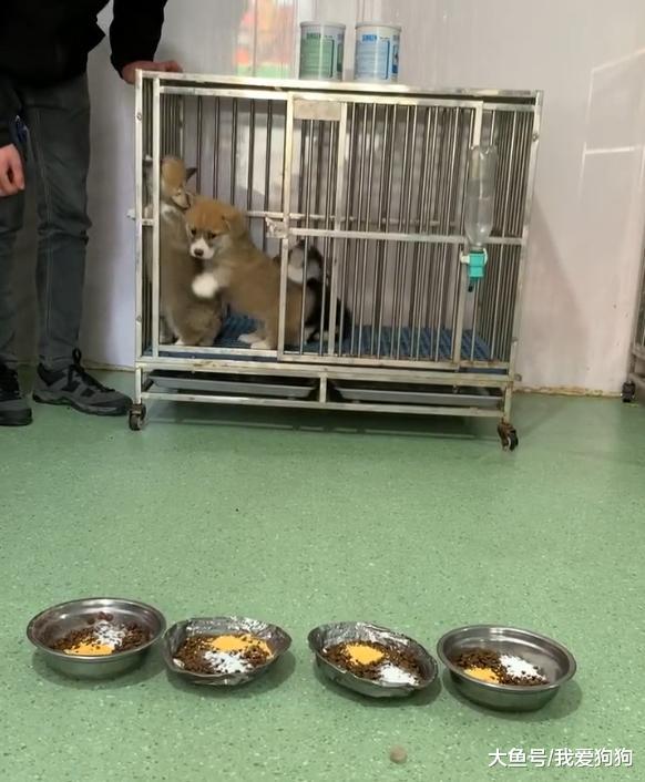 感觉小柯基吃个饭都能把脖子摔折了，网友：每次出门都是一次考验