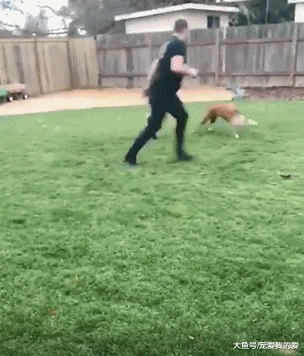 某男子发明了遛狗神器，越来越高大尚了，狗狗：我可能遇到假主人