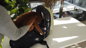 评测|小佩新出的新风太空舱猫包，可以避免闷死猫吗？