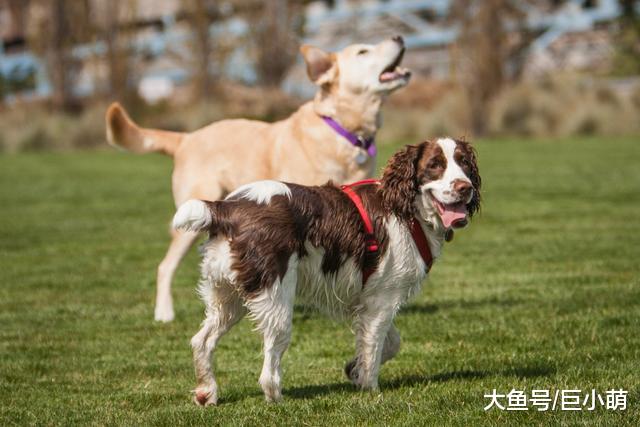 家里的狗狗喜欢社交，但却只喜欢部分狗狗，可能是这五个原因作祟