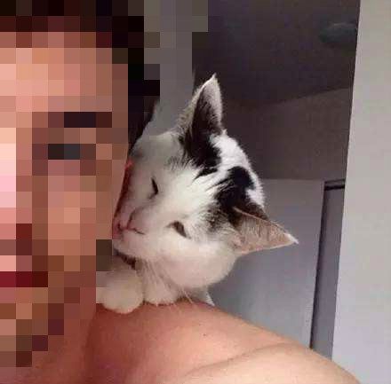 猫咪每天去邻居家偷女士内衣给男主人，主人尴尬的不敢出门！