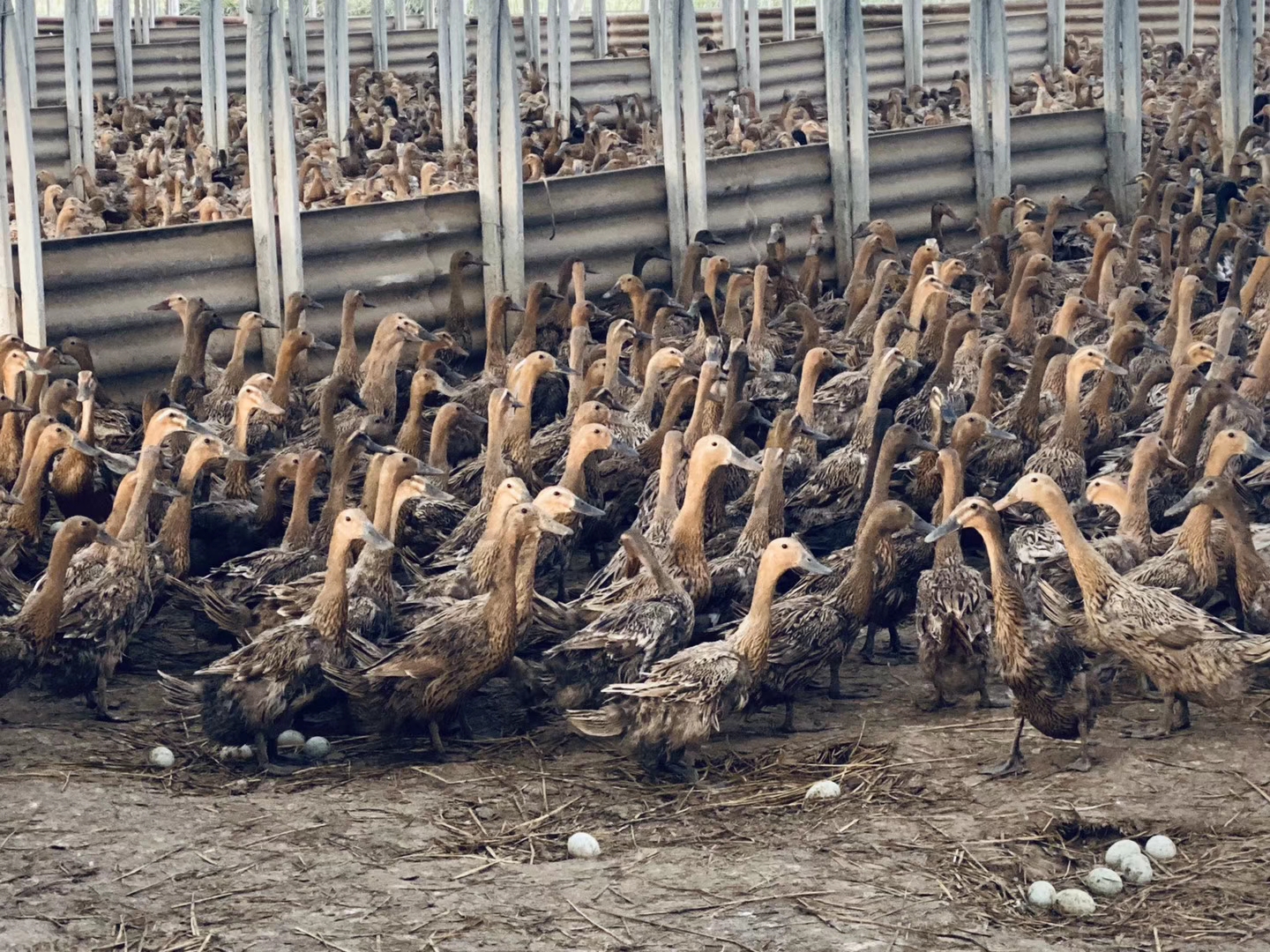 为什么秋季产蛋上高峰，不如春季开产上高峰快？